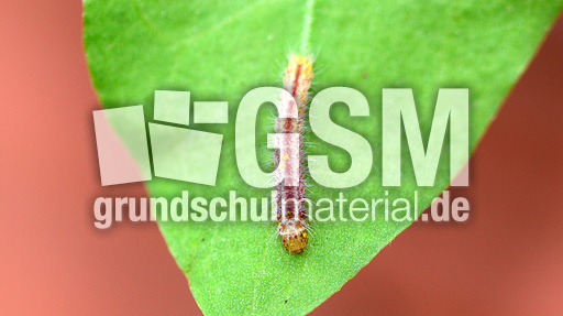 Schmetterlingsraupe (1).jpg